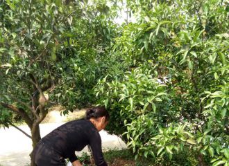 ٘(sh)(wn)}P(gun)^(gu)᣿